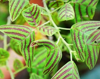 ZELDZAAM! Vlindervleugel Mariposa Christia Vespertillonis 10 zaden 3 kleurenvariaties