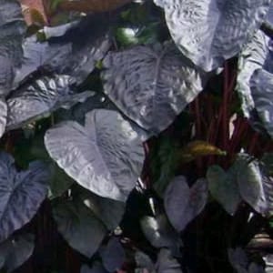 Colocasia Elephant Ear Plant Black Magic 1 bulb