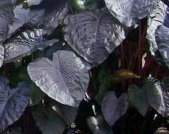 Blooms732 Colocasia dark black Magical Elefantenohr 5 Samen - Etsy.de