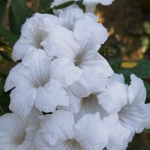 White Ruellia 20 seeds
