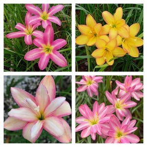 1 bulbs authentic Rain Lily zephyranthes 10 types of selections page 7