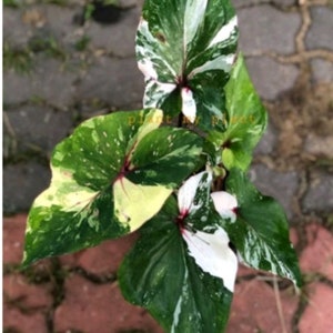 SUPER RARO! 1 lampadina Thep Aksara Caladium