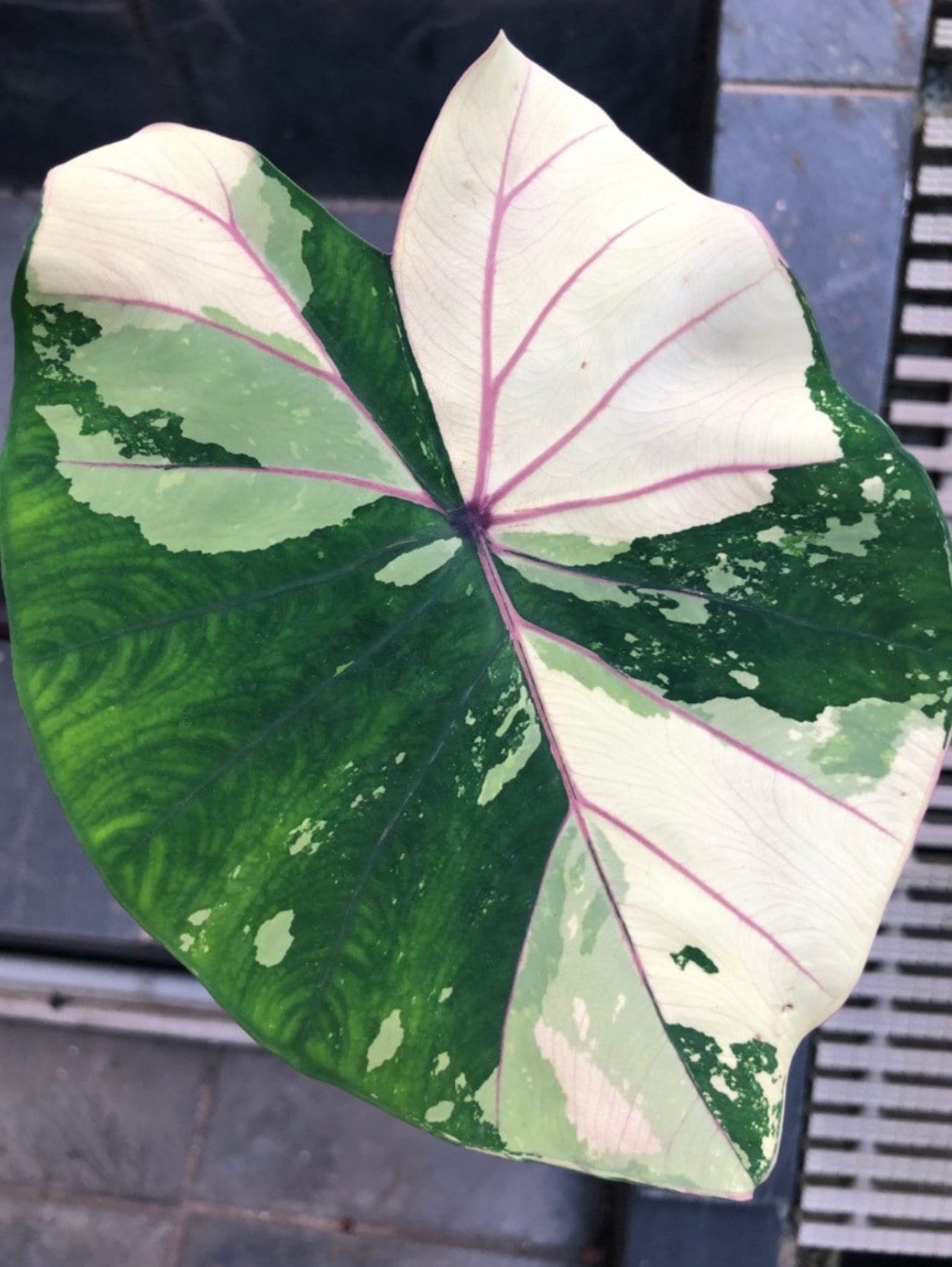 Colocasia Pink Sapphire 1 Bulb - Etsy Hong Kong