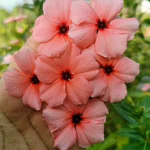 Appricot Vinca/Periwinkle 5 seeds