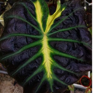 AUTHENTIC Colocasia Itim Khati 1 bulb