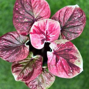 1 Glühlampe Chattinnakorn Caladium