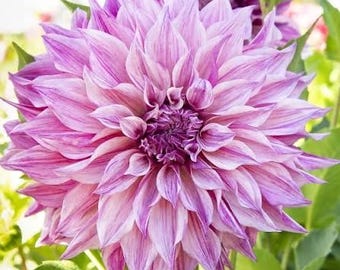 Café au Lait Royal Dinnerplate Dahlia 1 bulb