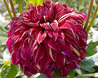 Boho Spartacus middagstallrik Dahlia 1 glödlampa