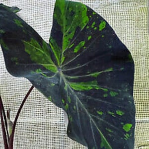 Colocasia Black Marble Taro 1 bulb