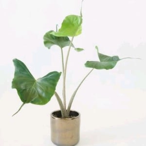 SELTEN!! Alocasia Macrorrhiza Stachelrochen