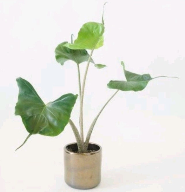 格安 アロカシア スティングレイ オーレア 植物販売】兵庫県宝塚市㈱陽春園植物場ネット通販 【アロカシア】