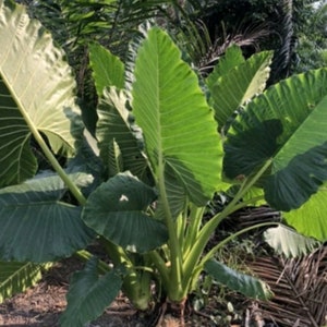 Alocasia Elephant Ears Green Stem