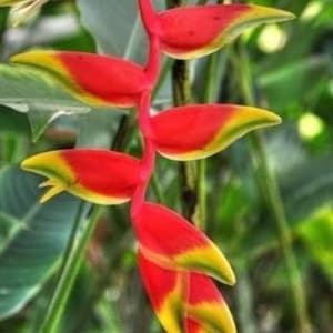 1 authentic Heliconia Rostrata Rhizome, Parrot’s beak, Hanging Lobster Claw Plant, Bihai rostrata, False Bird of Paradise