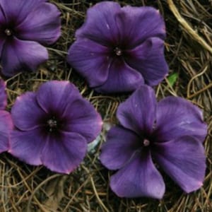 Purple Vinca/Periwinkle 5 seeds