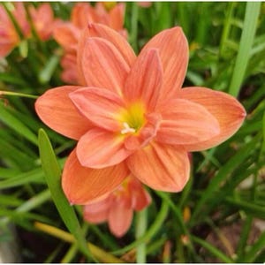 1 bulb authentic Rain Lily zephyranthes 10 type to choose page 5