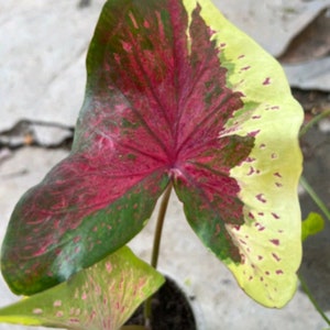 SUPER SELTEN! 1 Glühlampe Nopakaw Caladium