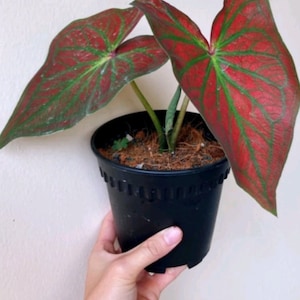 1 cebula kaladium Green Veins