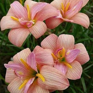 1 bulbs authentic Rain Lily zephyranthes 10 types of selections