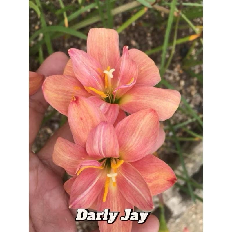 1 Bulbo Autentico Rain Lily Zephyranthes 10 Tipi Tra Cui - Foto 11