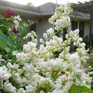 5 Seed Coral Vine antigonon leptopus mexican creeper chain of love