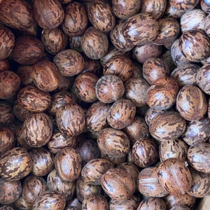 10 Authentic Hevea brasiliensis , Rubber Tree Seeds ,  Dahomey rubber , Pará rubber tree , seringueira , Organic Active