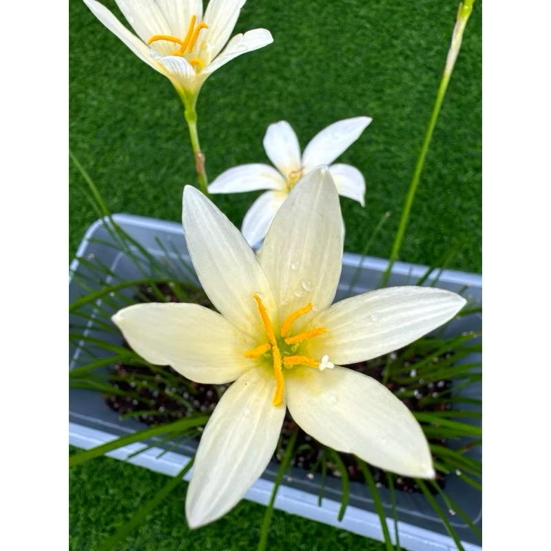 【Lily】 1 Bulb Authentic Rain Lily Zephyranthes 10 Type to Choose