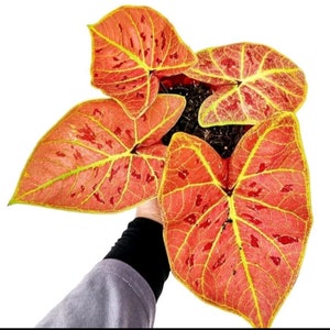 Nowa fala Caladium 1 żarówka