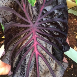 コロカシア ピンクサファイア 1球 - Etsy 日本