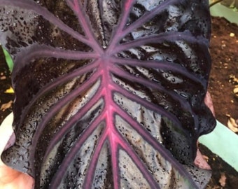 コロカシア ピンクサファイア 1球 - Etsy 日本