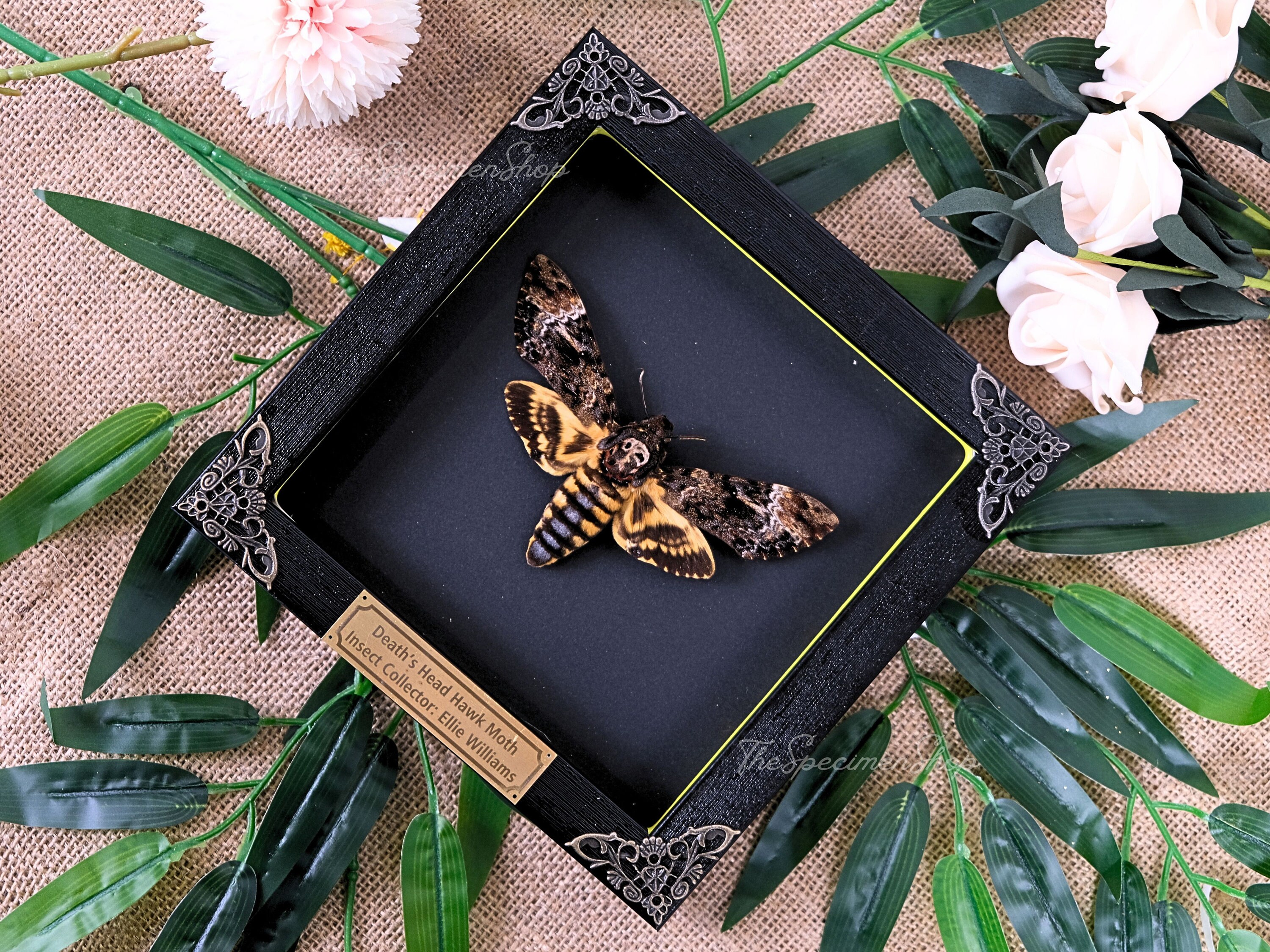 Death's Head Moth Frame Personalized Real Death's Head Moth Frame Real ...