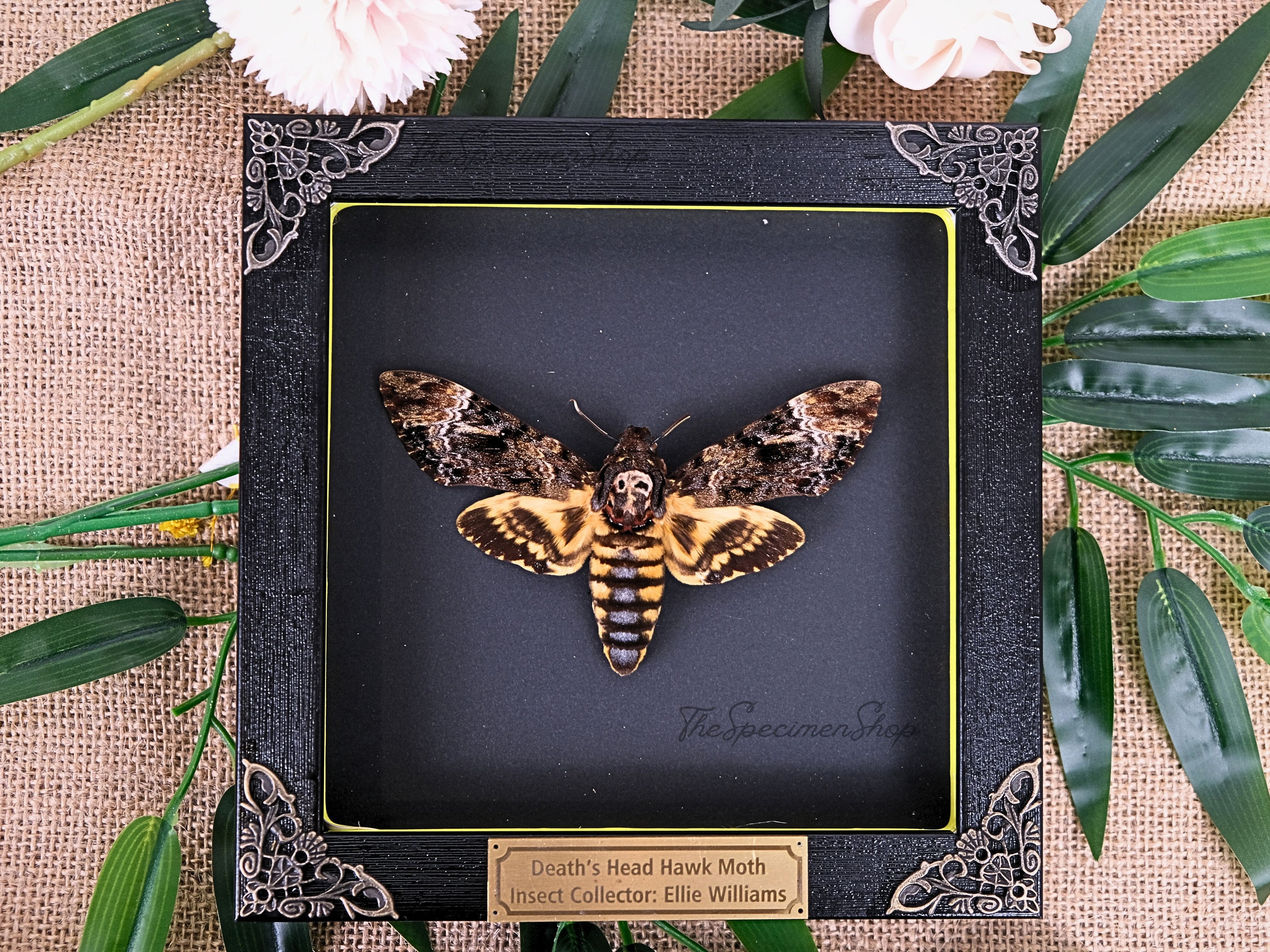 Death's Head Moth Frame Personalized Real Death's Head Moth Frame Real ...