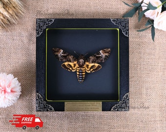 Death's Head Moth • Personalized Real Death's Head Moth Frame • Death Moth • Death Moth Framed • Butterfly Taxidermy • Insect Wall Decor