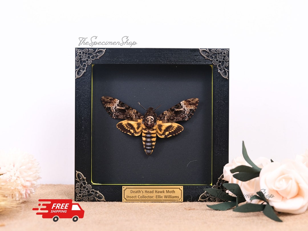 Death's Head Moth Frame Personalized Real Death's Head Moth Frame Real ...