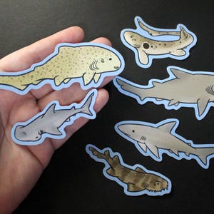 May include: Six different shark stickers with blue outlines. The stickers feature various shark species, including a hammerhead, a nurse shark, and a great white shark.