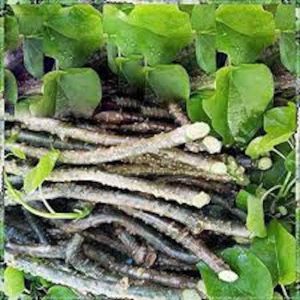 Indian  Natural Giloy Neem Tree Guruch Gulvel Guduchi Fresh Plant Stems Sticks Giloya Herbal Tea (6-inch long)