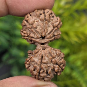 9 Mukhi Gauri Shankar Rudraksha From Nepal | 38.30 mm, 7.550 Grams | IGL Certified | Super Collection Edition