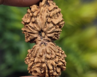 17 Mukhi Gauri Shankar Ganesh Rudraksha: Super Collector Edition, Nepal (IGL-zertifiziert, 34,27 mm, 4,18 g)