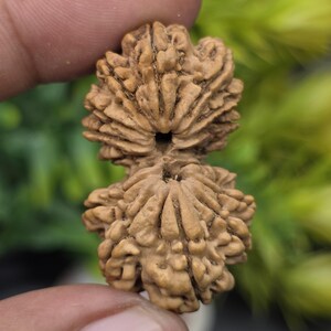15 Mukhi Gauri Shankar Rudraksha From Nepal | 38.20 mm, 5.885 Grams | IGL Certified With Lab X-Ray Report | Super Collection Edition