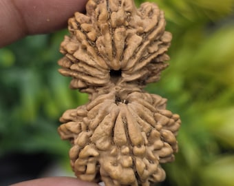 15 Mukhi Gauri Shankar Rudraksha | Nepal Shiva-Parvati Doppelperle