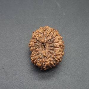 Può includere: Un perno di Rudraksha rotondo e marrone, scolpito in modo intricato, con un foro centrale.