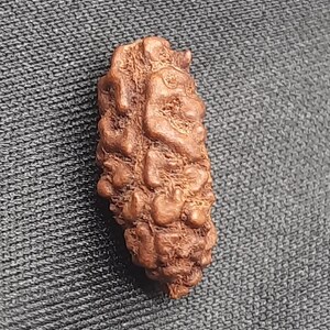 May include: A brown, textured, oblong object with a rough surface. The object has a natural, organic appearance, possibly a seed or a small piece of wood. The colour is a warm, earthy brown.