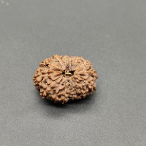 以下が含まれることがあります： 茶色で丸い種のような物体で、表面がざらざらしていて、中央に穴が開いています。物体は灰色の背景の上にあります。