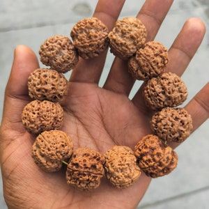 5 Mukhi Rudraksha Armband: Labor zertifiziert, Nepal Perlen (24-25 mm)