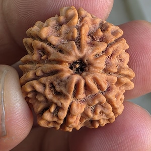 Rare 8 Mukhi Nepal Rudraksha | Collector’s Edition | 25.01mm, 5.12gram | Lab Certified & X-Ray Report | Complete 8 Seeds