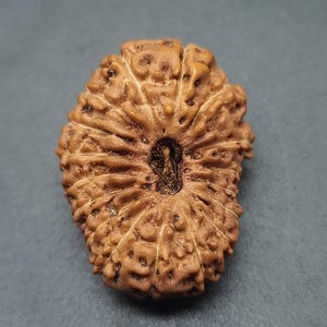 17 Mukhi Seventeen face Super Collector java Rudraksha Bead For Pendant IGL lab Certified 24.03mm, 2.390g
