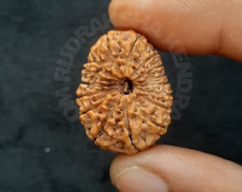 ミワちゃん　ルドラクシャマーラー　オール2ムキ 16面ジャワルドラークシャ • 希少な23.85mmのスーパーコレクタービーズ