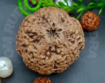 13 ムキ ルドラクシャ ビーズ: Java コレクター、IGL 認定 (22.21 mm