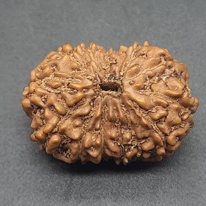 Peut inclure: Une perle de Rudraksha brune, à motifs complexes, avec un trou au centre. La perle est un objet populaire dans l'hindouisme et on pense qu'elle a une signification spirituelle.