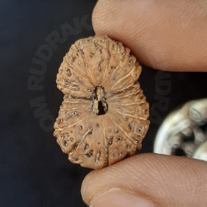 Può includere: Un oggetto rotondo e marrone, simile a un seme, con un foro al centro. L'oggetto ha una superficie testurizzata con molte piccole creste e linee.