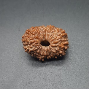 Può includere: Un tallone di Rudraksha rotondo e testurizzato di colore marrone con un foro al centro.